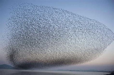 Birds migrating Flock Of Birds, Nature Birds, Birds In Flight, Pet Birds, Nicolas Vanier, Teal ...