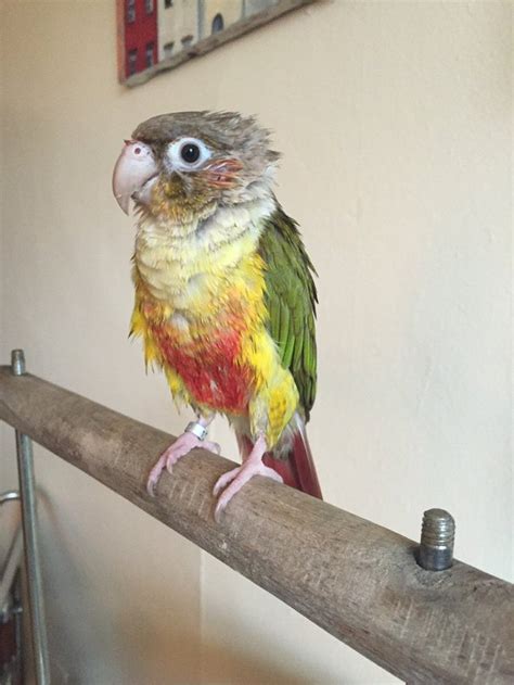 Very Wet Meep! Pineapple Green Cheek conure : r/parrots