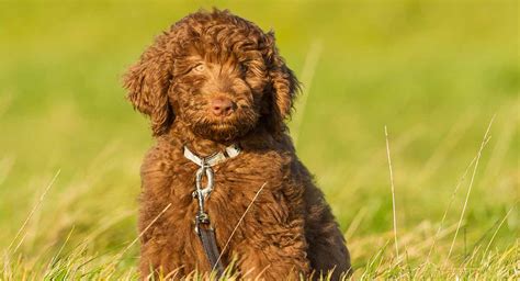 The Chocolate Labradoodle – As Sweet As They Sound!