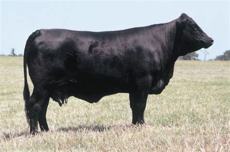 Angus | breed of cattle | Britannica