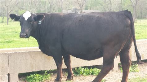 Black Simmental Cattle Photo Album | Coyote Creek Farms – Siloam ...