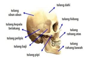 √ 11+ Anatomi Kepala Manusia Terlengkap (Bagian Bagian | Gambar )