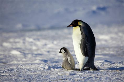 Emperor Penguin, Antarctica Photograph by Fred Olivier / Naturepl.com ...