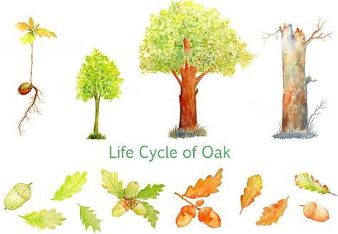 Watercolor clipart Life cycle of Oak tree oak by CornerCroft | Plants ...