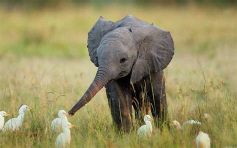 Elephant and friends!! : AnimalsBeingBros