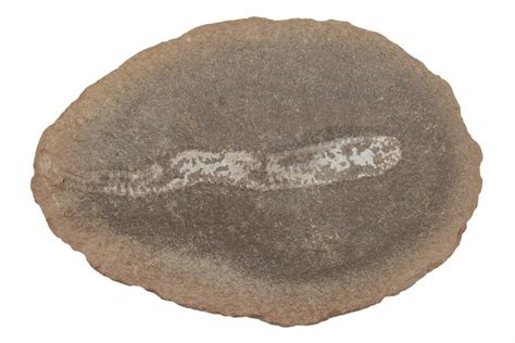 1.6" Didontogaster Fossil Worm - Mazon Creek (#218311) For Sale - FossilEra.com