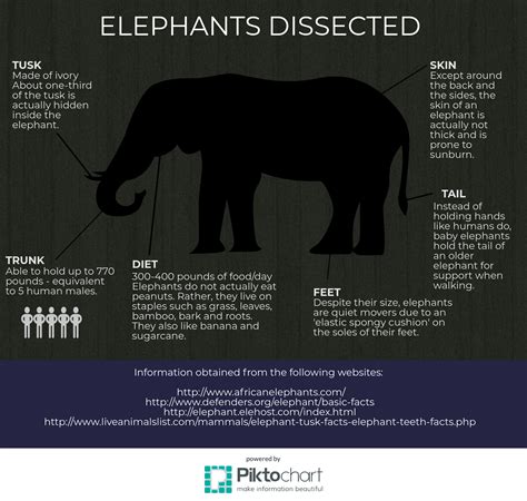 Elephant Facts Printable