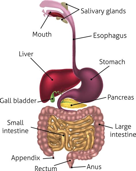 Picture Of Digestive System And Its Function - picture of