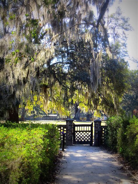 Plantation Gardens In Charleston Sc | Beautiful Flower Arrangements and ...