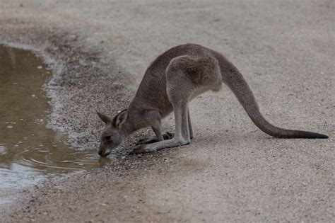 Kangaroo Drinking Water Crowdy Bay National Park - Duncan.co