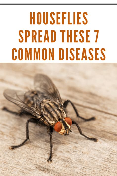 7 Common Diseases Spread by Houseflies • Mom's Memo