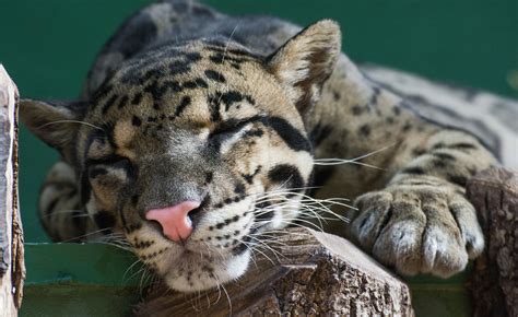 Clouded leopard | Clouded leopard from Praha zoo | Soren Wolf | Flickr