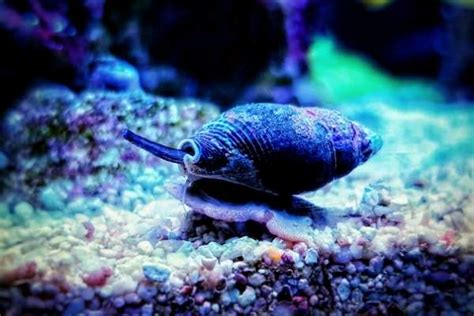 Nassarius snails: 7 Popular questions to ask before buying