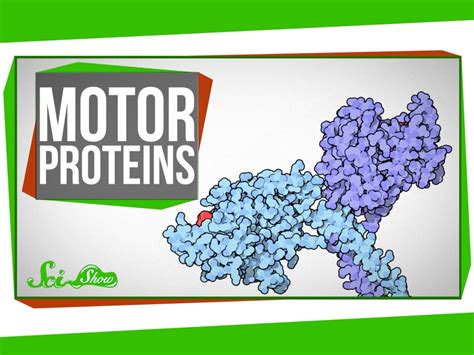 SciShow Explains How Motor Proteins Operate in the Body to Help Cells Divide and Transport Material