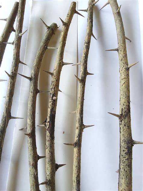 10 Dried Branches With Long Sharp Thorns Wild Osage Orange Hardwood Sharp Branches Strong Thorns ...