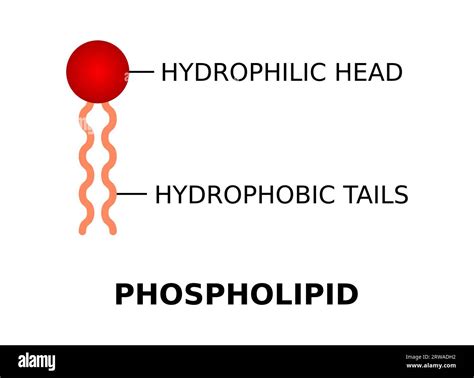 Phospholipid with hydrophilic head and hydrophobic tails. Phospholipid ...