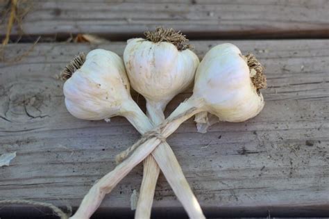 How to Braid Garlic • The Prairie Homestead