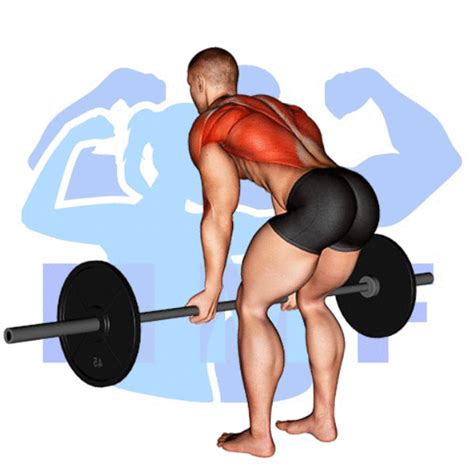 Barbell Reverse Grip Bent Over Row: How To Guide For Good Form