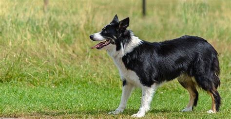 Discover the Border Collie Australian Shepherd Mix - My Dog's Name