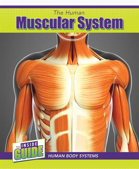 Human Muscular System (Inside Guide: Human Body Systems) | Cavendish Square | 9781502657251