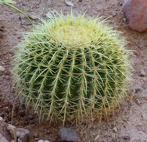 Barrel cactus - Wikipedia