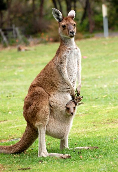 カンガルーの赤ちゃんは、自力で母親の体をよじのぼって袋の中に入る : 【随時更新】動物たちの豆知識 - NAVER まとめ