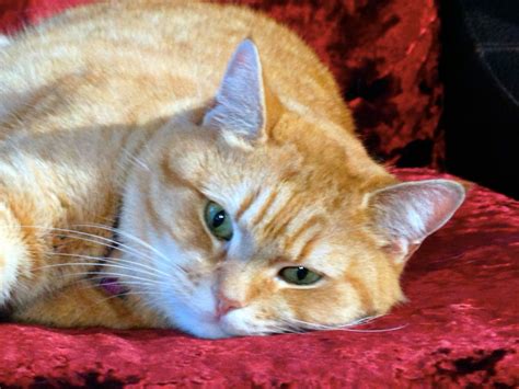 Bob relaxing. Look at that face Orange Cats, Blue Cats, Street Cat Bob, Russian Blue, Cat Facts ...