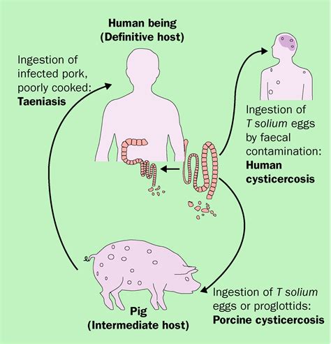 Taenia Saginata Life Cycle