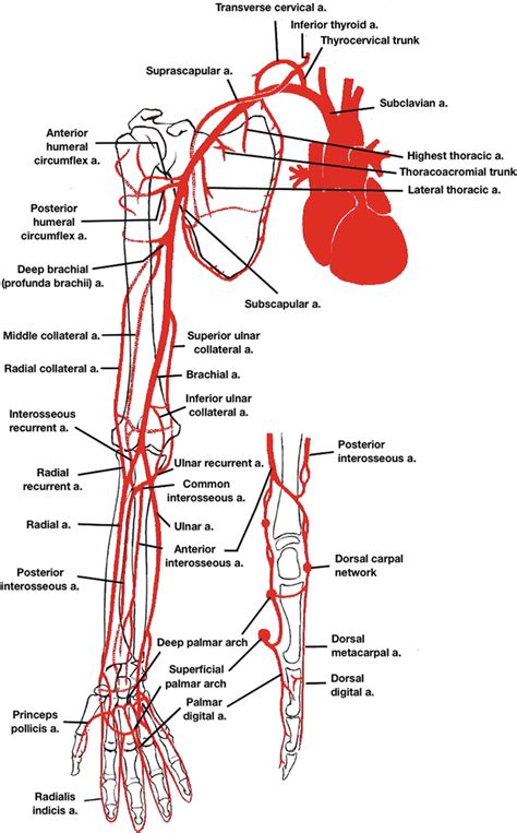 Vascular Anatomy Of The Upper Limbs Springerlink - vrogue.co
