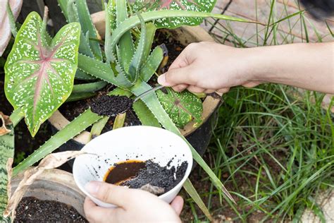 How To Dispose Of Coffee Grounds: Should You Throw Out Your Grounds? - CoffeeAndComfort