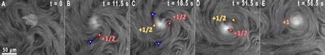 Fluorescence micrographs showing topological vortex formation in an ...