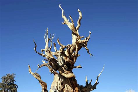 California’s 'Methuselah' could lose its title as world’s oldest living ...