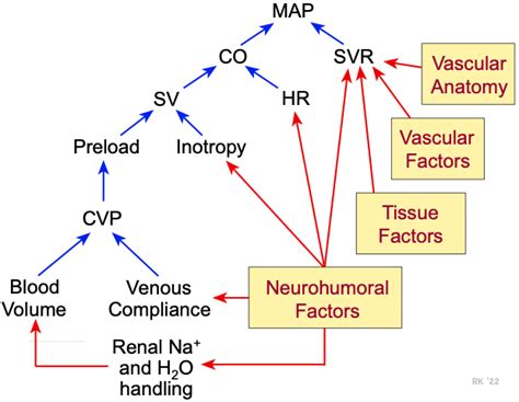 CV Physiology | Factors Regulating Arterial Blood Pressure