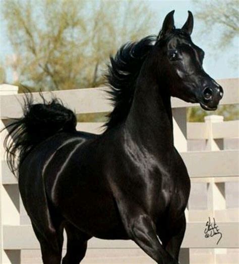 17 Best images about Black Arabians on Pinterest | Black beauty ...