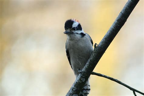 Male Downy Woodpecker | Indiana Ivy Nature Photographer | Flickr