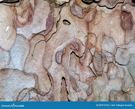 Aspen tree bark stock photo. Image of crust, forest, grow - 89472726