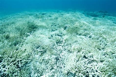 91% of Corals in Great Barrier Reef Affected by Bleaching in 2022 ...