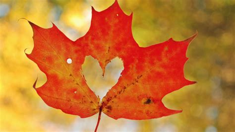 Maple Leaf Photos - Wallpaper, High Definition, High Quality, Widescreen