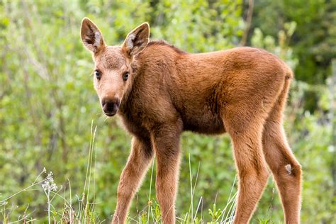 Baby Moose Pictures - Carinewbi