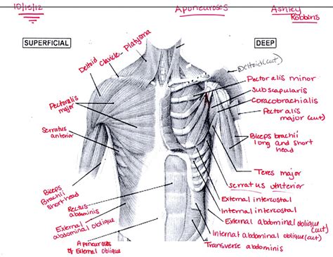 Anatomy Of Chest Muscles Male Internal Anatomy Of Male Chest And ...