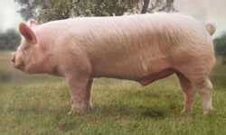 The Different Breeds of Swine - Middle White. Middle White Pig Breed. Middle White Gilts, Sows ...