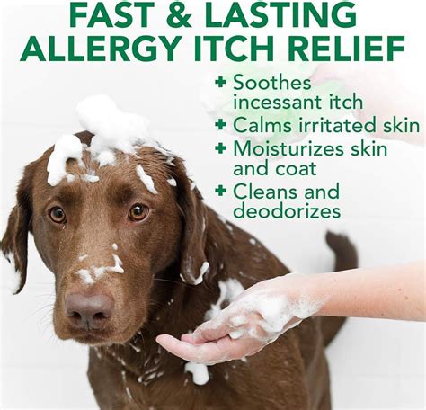 Summer Season Allergies In Dogs Symptoms Causes