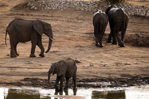 Drought-hit Zimbabwe to transfer thousands of animals