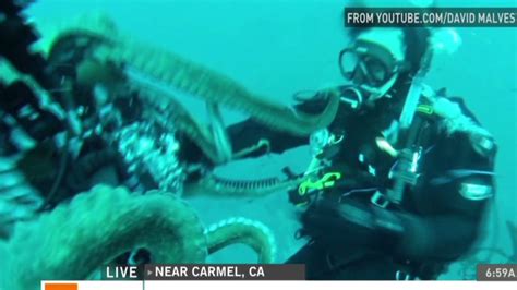 Inky the octopus escapes from NZ aquarium | CNN