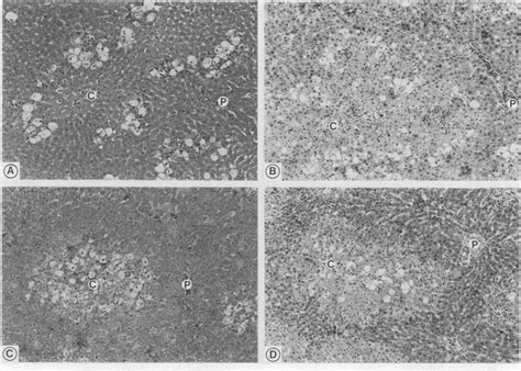 Figure Hepatic histopathological appearance ( x 33) after exposure to... | Download Scientific ...