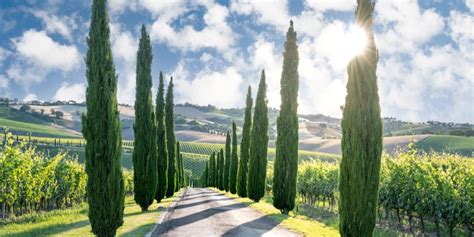 The Pros and Cons of Italian Cypress Trees - GFL Outdoors