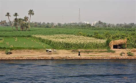 Nile River Agriculture Stock Photos, Pictures & Royalty-Free Images - iStock