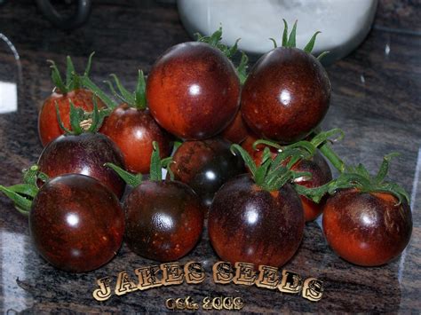 Indigo Rose Tomato - Jake's Seeds