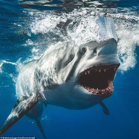 Jaw-dropping photos taken by 'crazy' shark photographer | Shark pictures, Great white shark ...