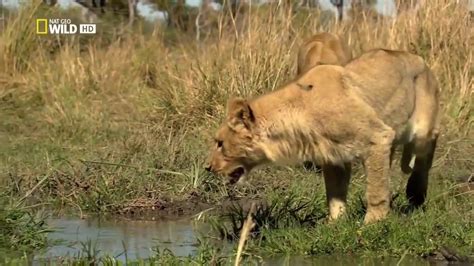 Nature Documentary BBC WildLife of Botswana The Lion Brotherhood HD ...